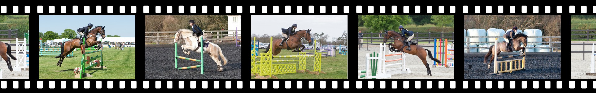 Equines in Action - Show Jumping Header